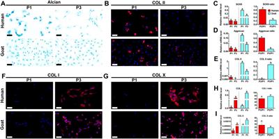 Cartilage Regeneration Characteristics of Human and Goat Auricular Chondrocytes